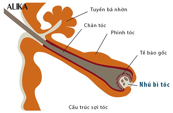 Tế bào nhú bì nguồn gốc phát triển sợi tóc
